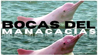 🐬Bocas del Manacacias - Delfines rosados📸 Puerto Gaitán - Meta🌊