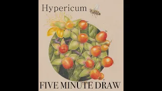 FAST FORWARD Hypericum 'St Johns wort' Coloured Pencil Drawing with Linda Hampson