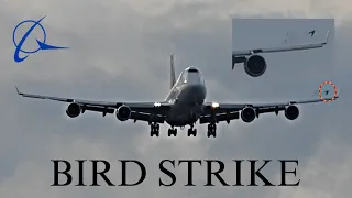 Bird Strike Boeing 747 Atlas Miami