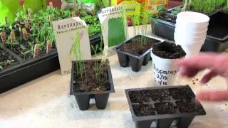 How to Seed Start  Asparagus Indoors - Save a Year by Starting Early! - TRG2016