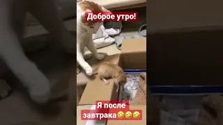 Доброе утро! #животные #смешныекошки #смешныеживотные #animals #shorts #shortsvideo #коты #приколы