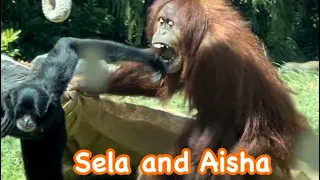 Orangutans 🦧 Aisha gets mad to Sela who try to steal her foods 🌸 San Diego Zoo