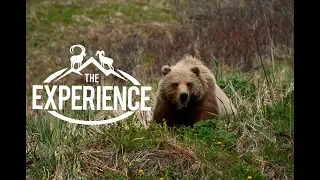 Alaska Peninsula Brown Bear Encounter - 4K
