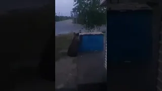 Медведь на Ямале