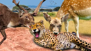 Unbelievable !! Hungry Leopards Attack Newborn Impala And Surprise Ending