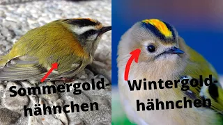 Sommergoldhähnchen und Wintergoldhähnchen sicher und einfach unterscheiden