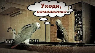 ШОК😱ОТРАЖЕНИЕ ЗАГОВИРИЛО С ЖАКО ПЕТРУНЕЙ🐦REFLECTION SPEAKED FOR THE FIRST TIME WITH A PARROT#Shorts