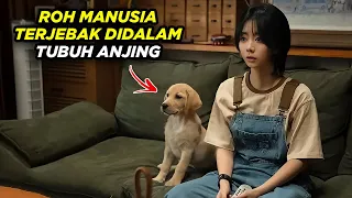 Sejak Ayah Meninggal, Anjing ini Menjadi Jelmaan Orang Yang Sudah Tiada - Alur Cerita Film