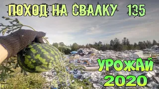 Поход на Свалку # 135 Что растёт на Свалке и Поиск Находок в Мусоре