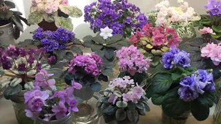 AFRICAN VIOLETS - Blooming in April 2020