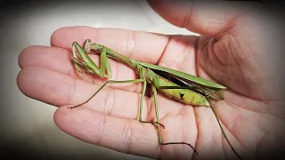 My mantis has passed away. Lime, bye...