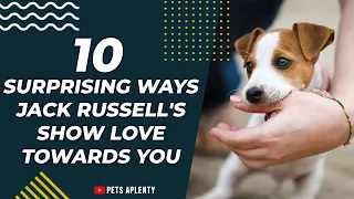 10 SURPRISING WAYS JACK RUSSELL'S SHOW LOVE TOWARDS YOU