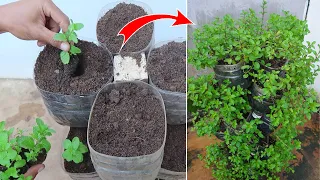 How to grow mint in a vertical plastic pot. Grows quickly and is very fragrant