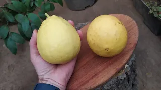 Лимон Пандероза (Citrus limon Panderosa)