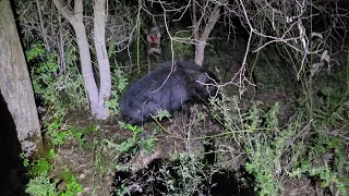 Cranky boar caught by the catahoulas and the Jagd Terrier.