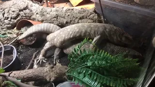 Savannah monitor breeding