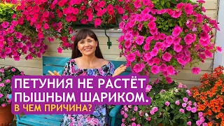 Петуния не растёт пышным шариком  В чем причина7