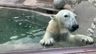 Большой заплыв белой медведицы Айки..Big swim of the polar bear Aika..Moscow Zoo