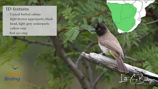 African Red-eyed Bulbul - Calls