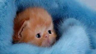 Ultimate Cute Kittens Compilation # 2 /  Игривые котята Подборка # 2