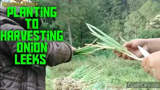 [Farmer's Life 003] Let's Plant Some Onion Leeks/Igorot Farmer's Life|Igorota Unnie