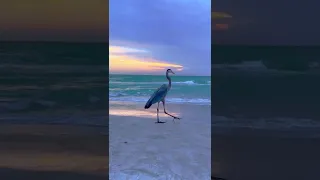 The Great Blue Heron 🦩🦩🦩 #shorts #short #bird