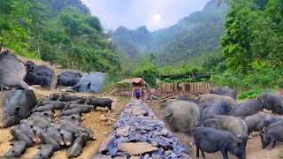 Building a road to the house, pigs lie around waiting to eat
