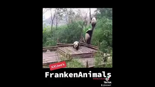 FEUERWEHR - Franken Animals - Quickie (6sek)
