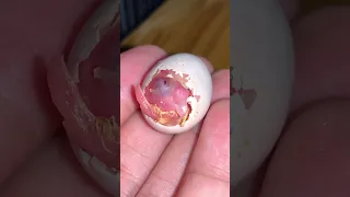 Bird Fetus Struggling to Get Out of Shell