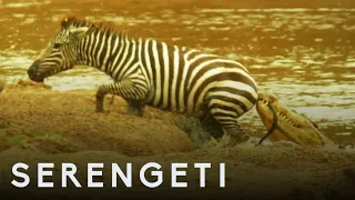 Shani the Zebra vs Crocodiles | Serengeti: Story Told by John Boyega | BBC Earth