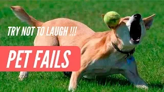 TRY NOT TO LAUGH - Cute FUNNY ANIMALS PET FAILS | Funny Videos February 2019 | Cutest Animals