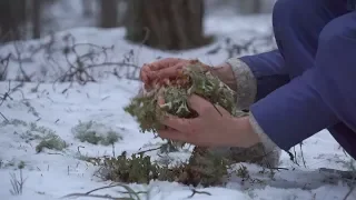 Нашли удивительный исландский мох
