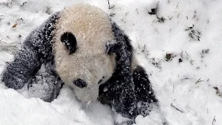 Delighted panda cub plays in the snow for the first time