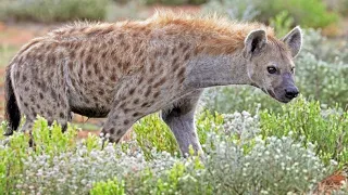 Evolution of hyenas | Wikipedia audio article