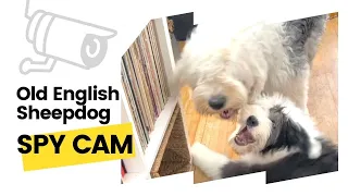 Old English Sheepdog SPY CAM | Ed&Mel