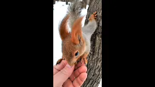 Белка, которая знает, что хочет / A squirrel that knows what it wants