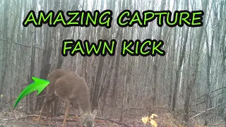 BEST Trail Camera Captures of April 2024 | Ottawa, Ontario