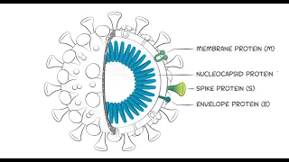 SARS-CoV-2 IgG antibodies and why the receptor-binding domain of the spike protein is so important