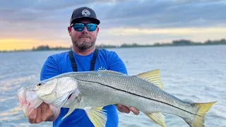 Catching big snook in Tampa Bay!