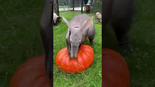 Aardvark Sniffs Out Pumpkin