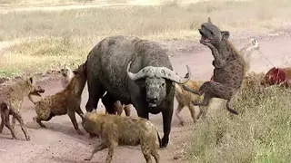 Most Amazing! Hyena vs BuffaloㅣHyena AttacksㅣWild Animal Attacksㅣ버팔로 vs 하이에나 숨막히는 전투!