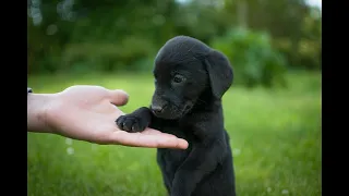 Labrador Compilation - Cute and Funny #7