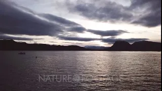 Drone shot of Orca, killer whales hunting in the fjords of Norway