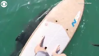 Shark gets close to paddle boarder