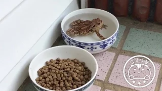 Toad in cat water bowl [SURI&NOEL CAT's STORY]