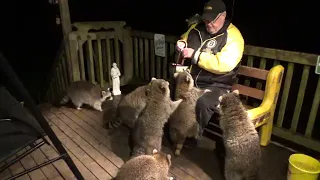 Mobbed by Hungry Raccoons