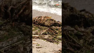 На побережье Одессы течением вынесло мусор и фрагменты мебели из-за разрушения Каховской ГЭС