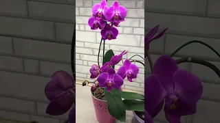 Порівняння двох орх🤗 Знаходжу кожного дня нові квітоноси🥰🌸🌱💚 Відео за 2.02.24