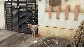 Stray Dog Stuck in a Gate || ViralHog