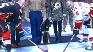 Gotta See It: Bomb sniffing dog drops ceremonial puck